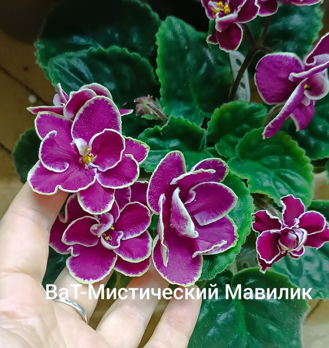 Пропоную набори стартерів фіалок та окремі сорти стартерів та діток.