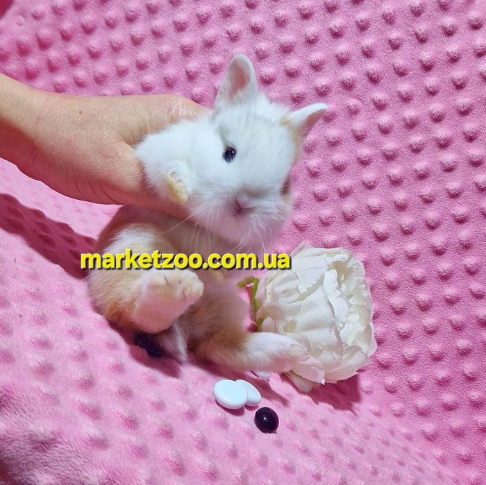 Міні кролик карликові карликовые кролики,мини,декоративний,найменший