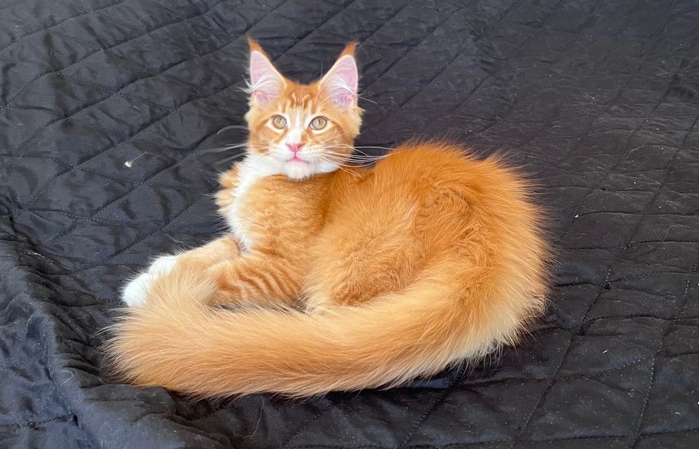 Maine Coon rudy kocur rasowy