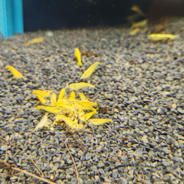 Neocaridinas yellow neon