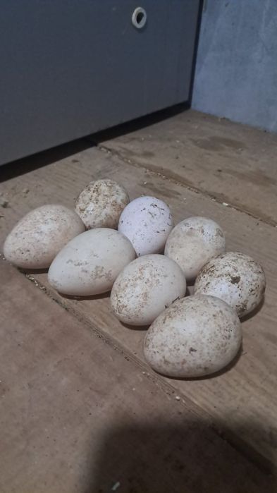 Ovos de peru galados