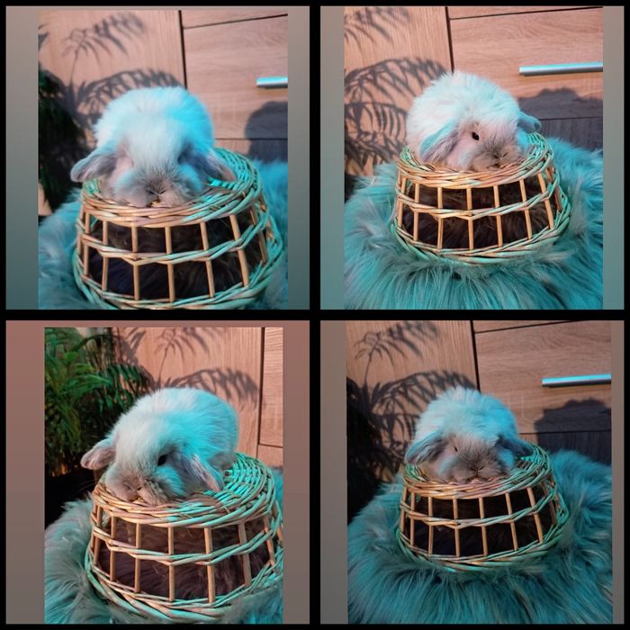 Mini lop karzełek Teddy Mini rex niderlandzki króliki miniaturki