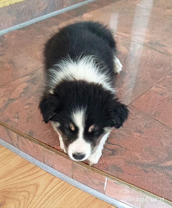 EMI Szczeniak Border collie