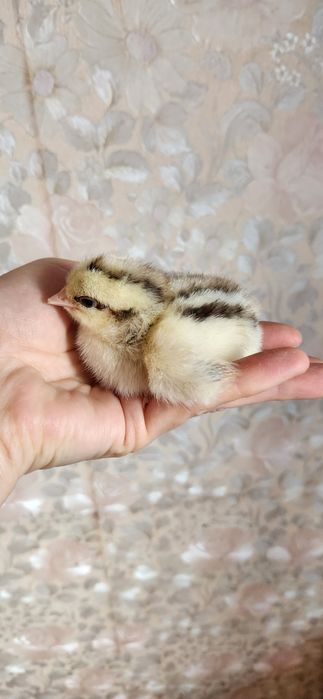 Добові курчата МАСТЕР ГРЕЙ