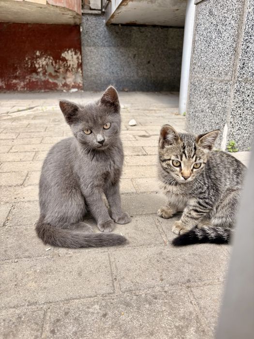 Кошенята котики 2 місяці