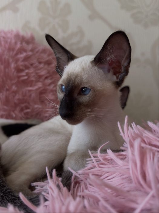 Ориентал чоко поинт ГОТОВ к ПЕРЕЕЗДУ