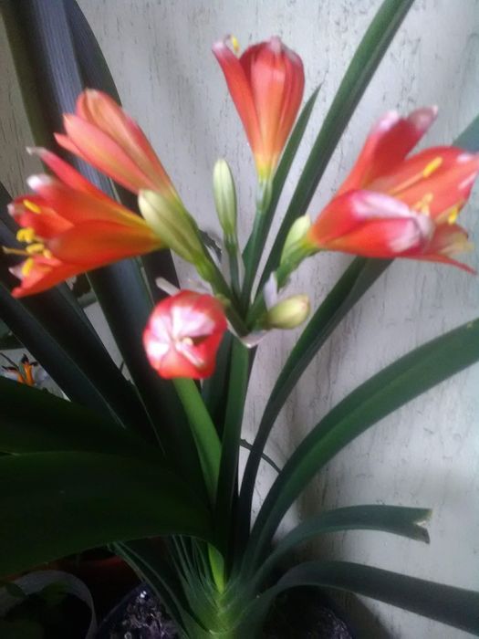 Клівія,кімнатна рослина,квітка