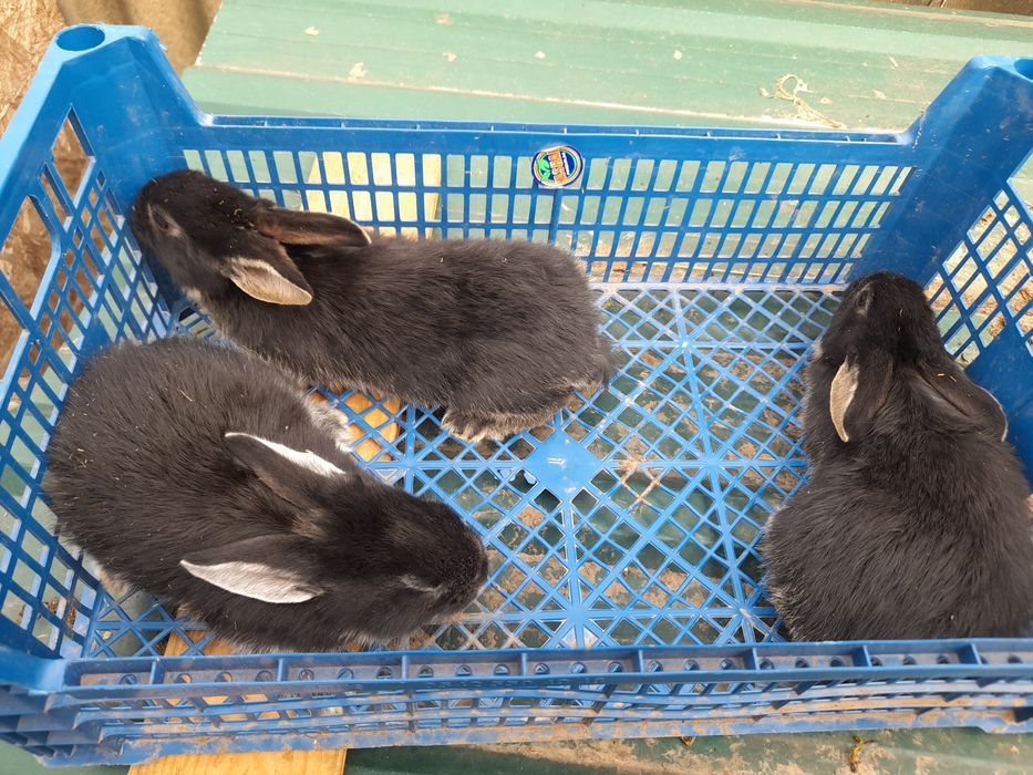 Продам  кроликів