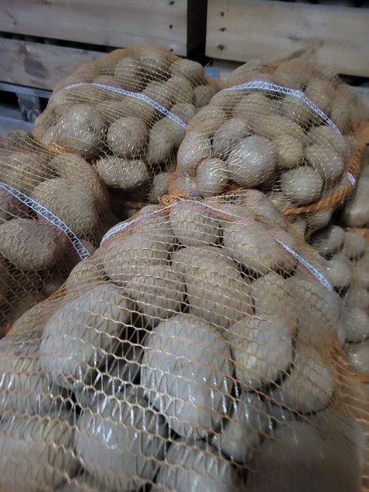 Ziemniaki soraya, Jurki, queen anna