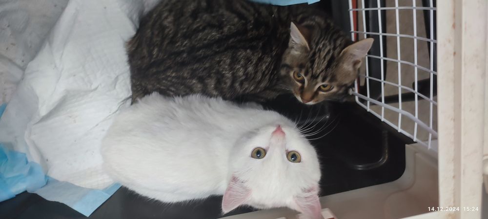 Котята Вашей Мечты ищут самых любящих и ответственных своих людей!!!