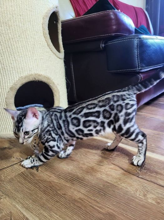 Srebrny kocurek do hodowli silver bengal