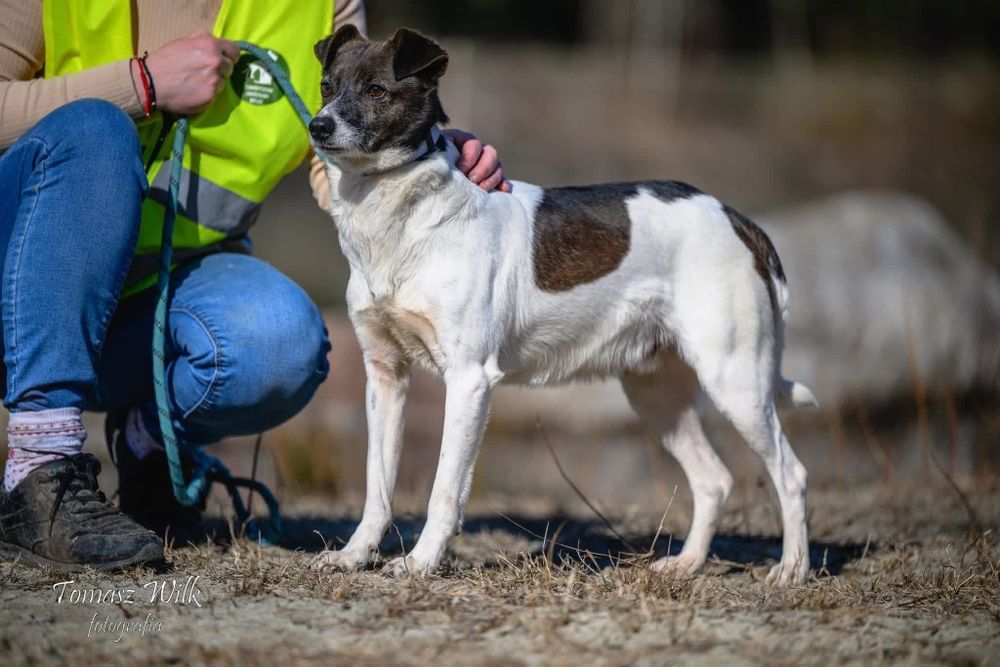 Franklin- pies o pięknym umaszczeniu do adopcji