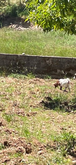 Vendo  cabrita micro ana