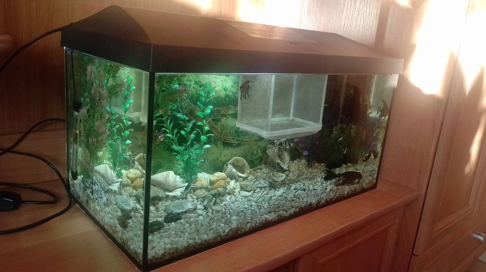 Akwarium aquael 55 litra kompletne + Ryby ( Pilne