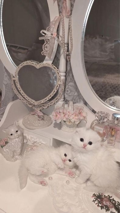 Два маленьких сокровища! Белые котята с документами!