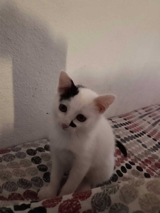 Gata 2,5m para adopção
