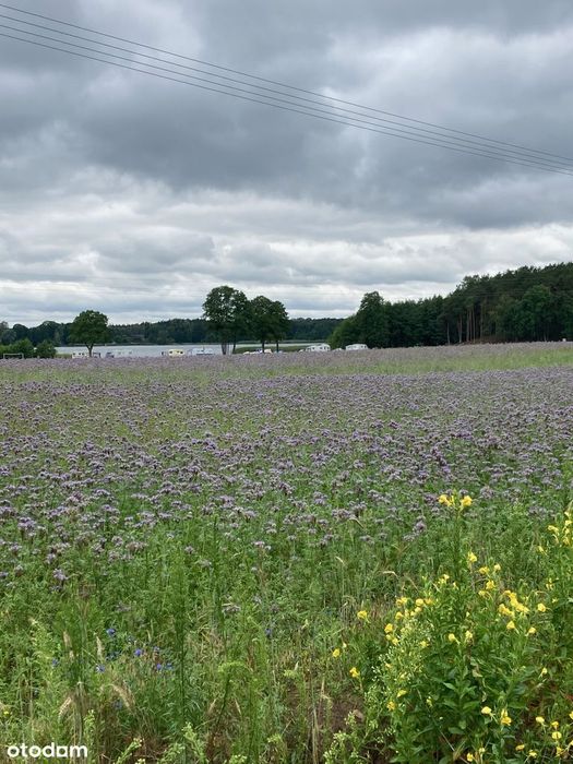 Domek całoroczny ,rekreacyjny, 64 m², 250 m od jeziora Urszulewskiego.