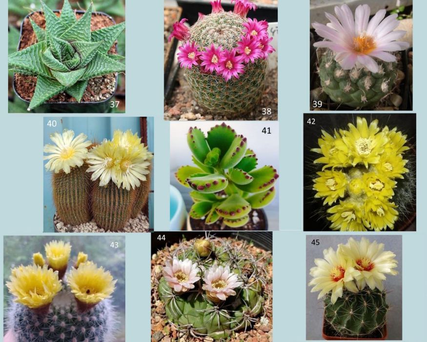 Кактуси, сукуленти для флораріума, мамілярія, гімнокаліціум