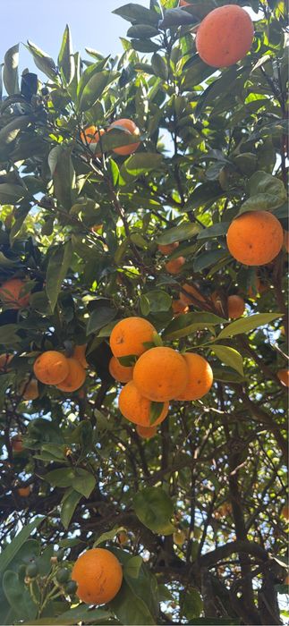 VENDO FRUTA VARIADA (ler descricao
