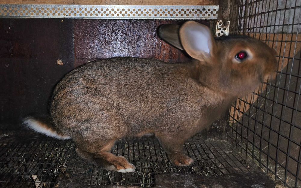 Кролики самці 3 місяці