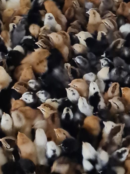 Jajka lęgowe wylęgowe