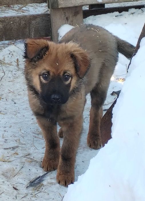 Oddam 2 młode suczki.