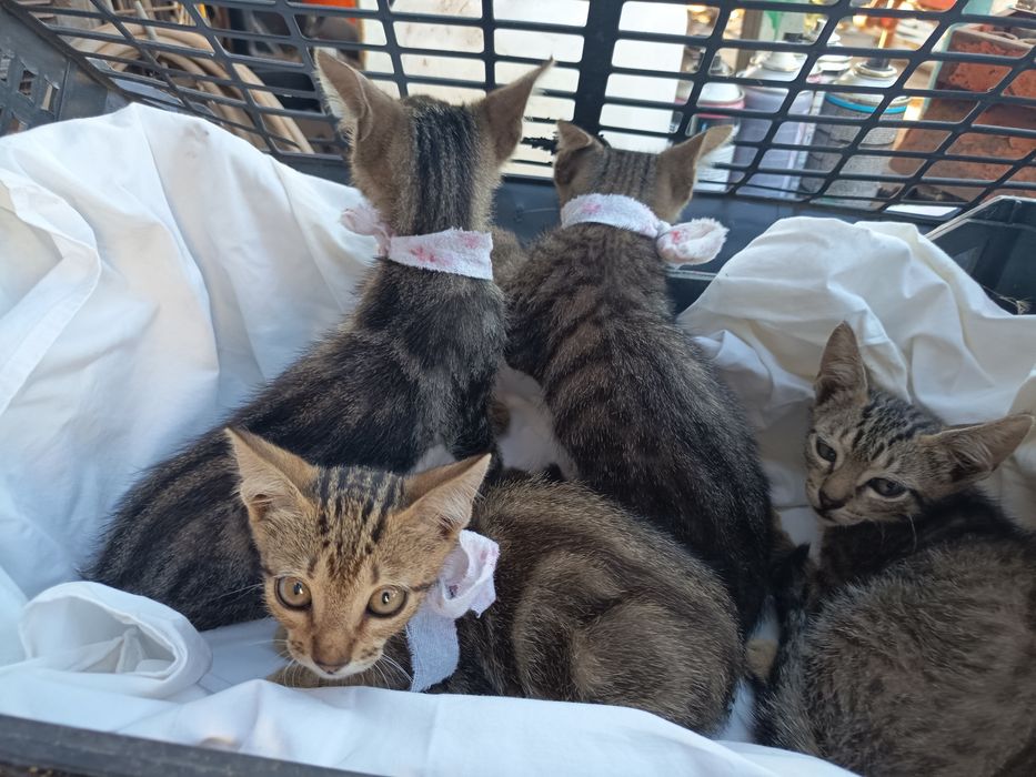 Gatinhos para adoção