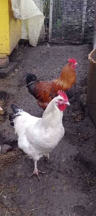Sprzedam koguty wiek 5 miesięcy