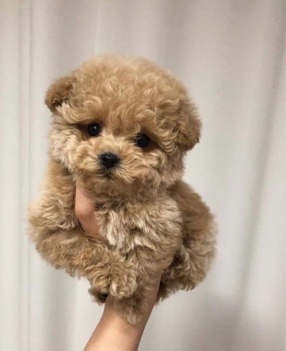 Грайливі цуценята мальтипу - чекають на вас! Мальтіпу Маль типу