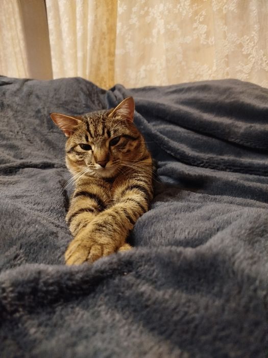 Отдам даром в хорошие руки