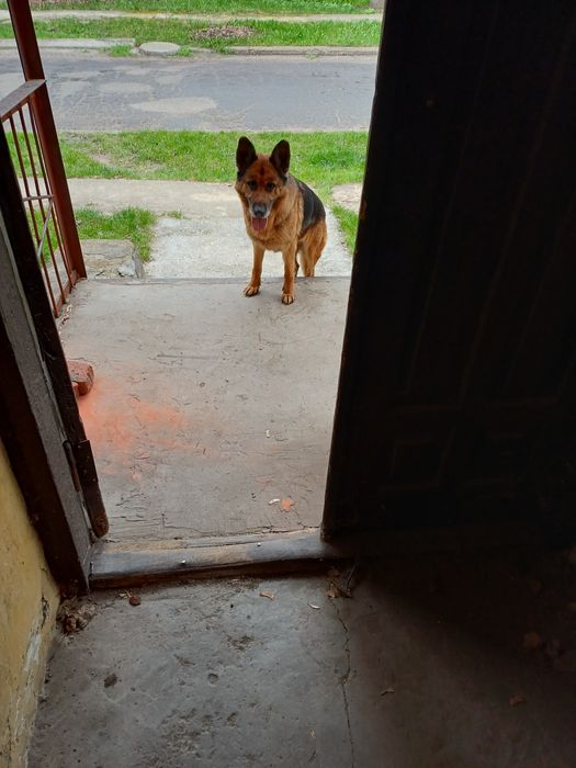 Шукаю власників (загубилась собака)