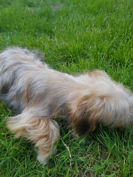 Yorkshire Terrier Ocean Pearl piesek