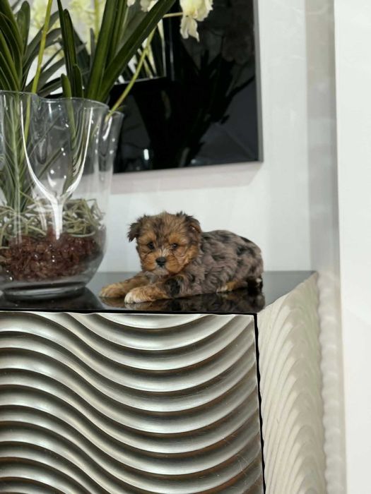 Yorkshire Terrier Miniatura MACHINHO BLACK MERLE
