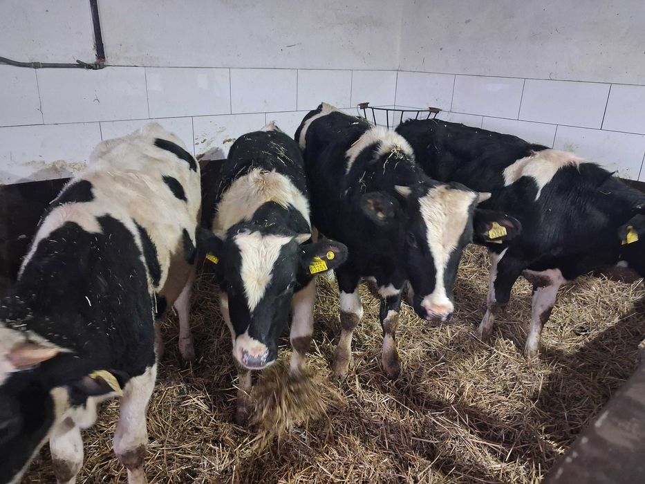 byczki opasy odsadki