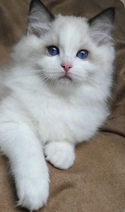 Ragdoll kotka Bi color RODOWÓD