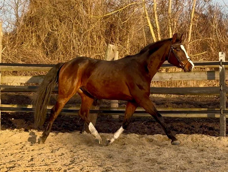 3,5 letni ciemnogniady wałach SP ze świetnym ruchem