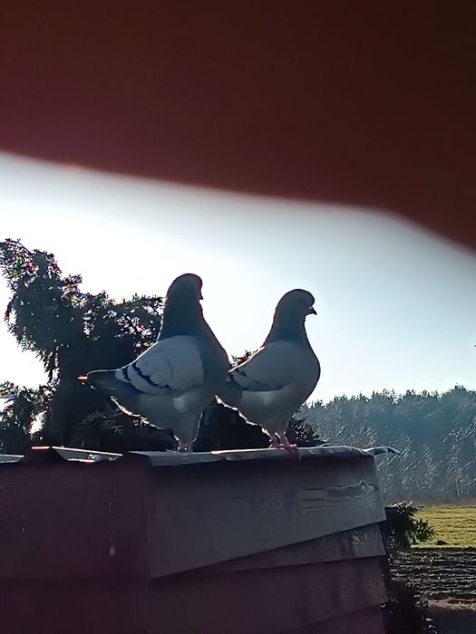 Gołębie Kingi dobra klasa