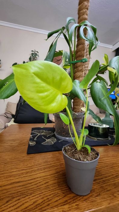 Monstera Lime, limonkowa