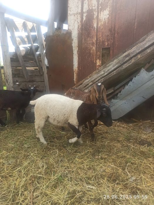 Барани дорпер продать