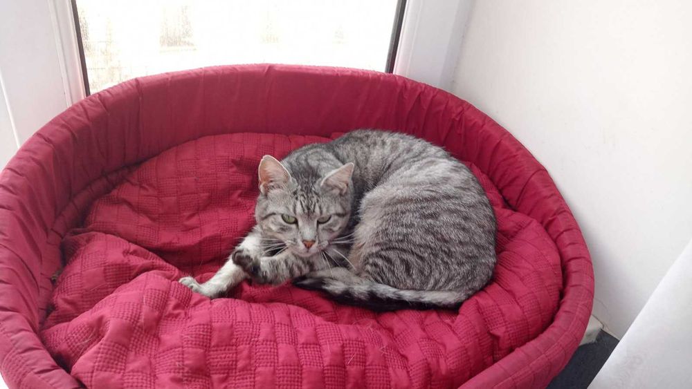 Зеленоока киця Попелюшка у пошуках своєї казки!