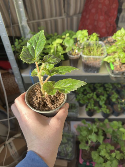 Бегония Беллекония Шардоне