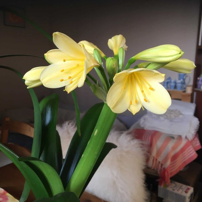 kliwia clivia miniata