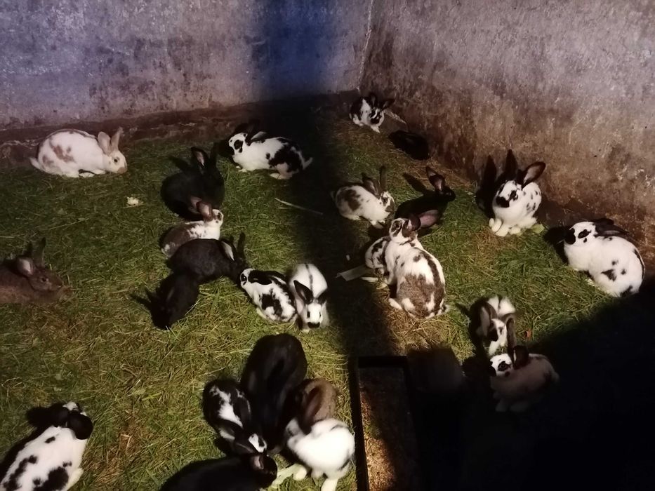 Króliki na sprzedaż