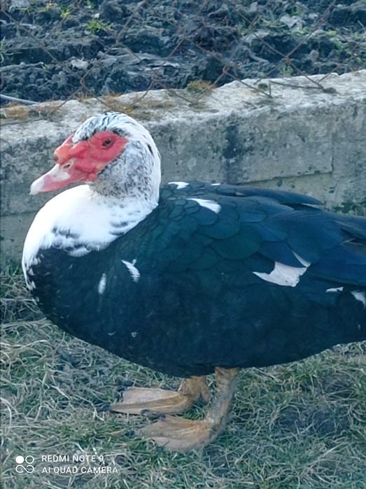 Шипуни, інкубаційні яйця