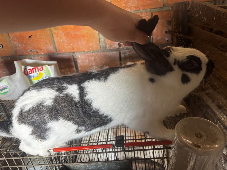 Vendo coelho macho para criação