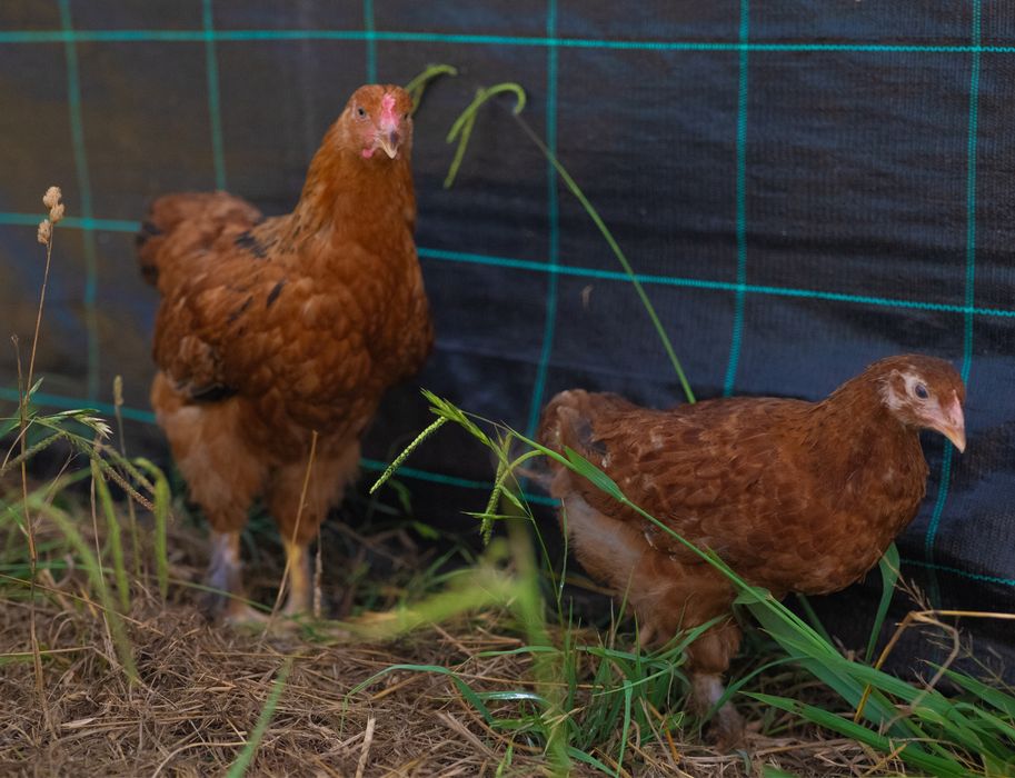 Promoção FLASH Brahmas  trio e casais