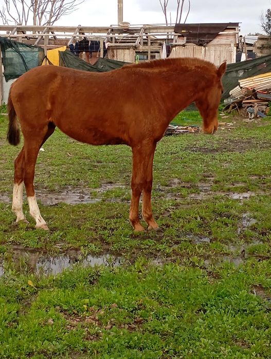 Vendo ou troco poldra