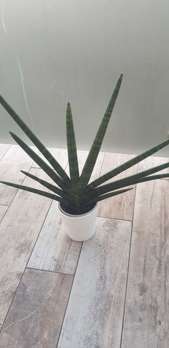 Sansewieria walcowata