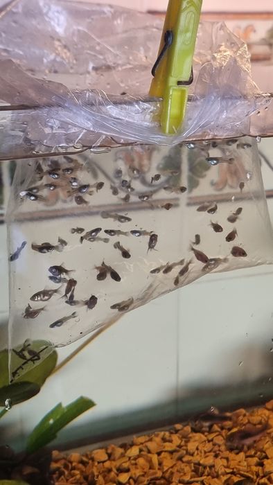 Guppys a venda juvenis com 30 dias