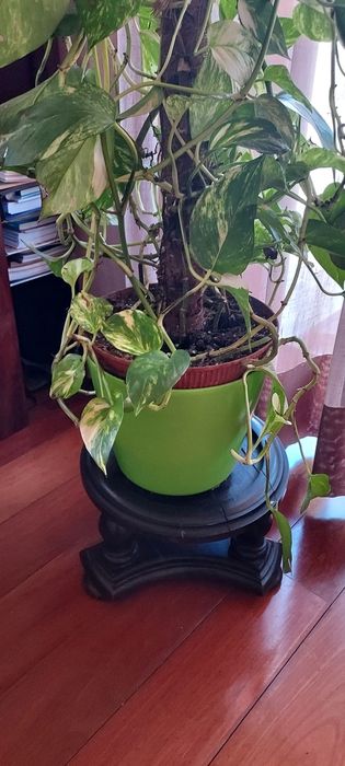 Suporte para vaso de plantas, madeira